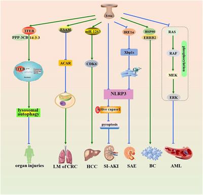 Erbin: an important therapeutic target for blocking tumor metastasis